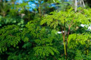 moringa