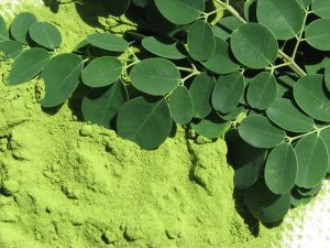 moringa oleifera